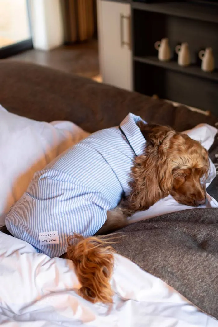 A cocker spaniel in a striped shirt on the bed in a dog friendly room at the Aysgarth Falls Hotel