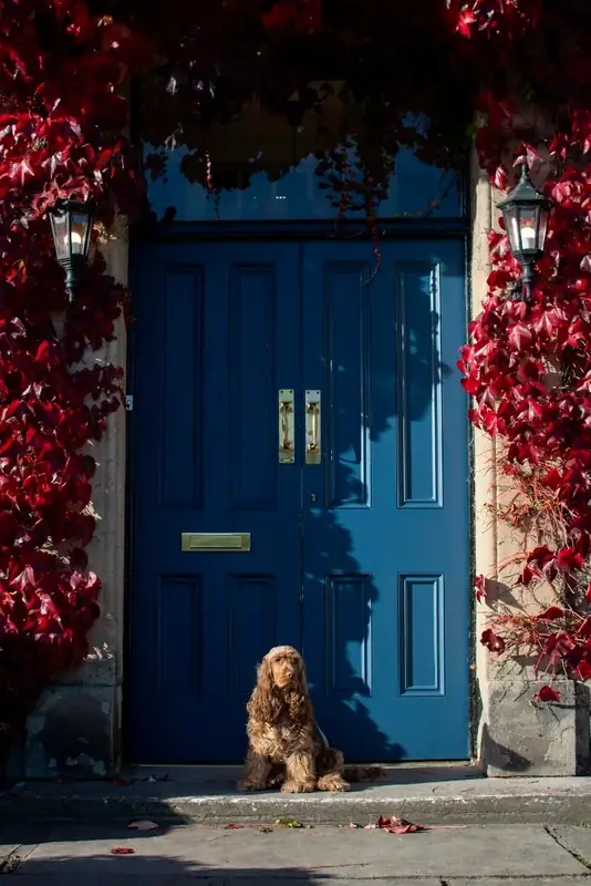 A cocker spaniel sitting by the blue front door of the Aysgarth Falls Hotel under red creeper
