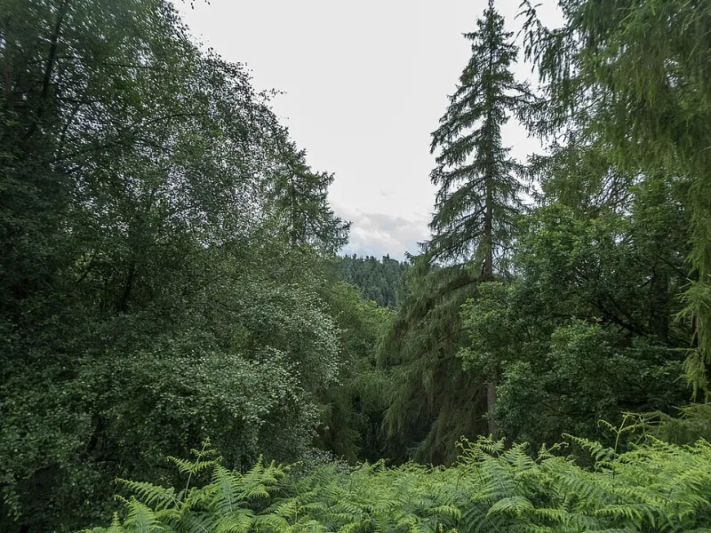 Walk to Bridestones, Dalby Forest, Yorkshire