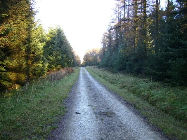 Forestry track in the middle of Dalby Forest