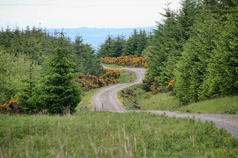 Hamsterley Forest