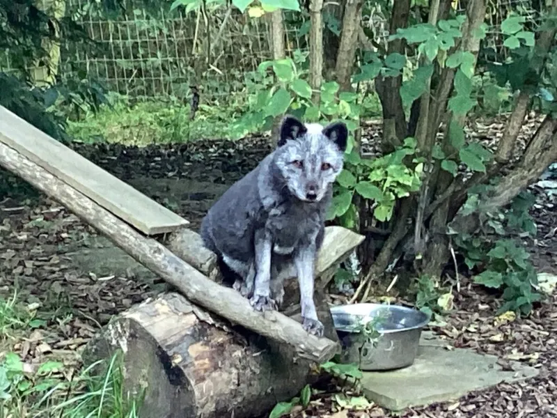 Arctic Fox at Northumberland Zoo