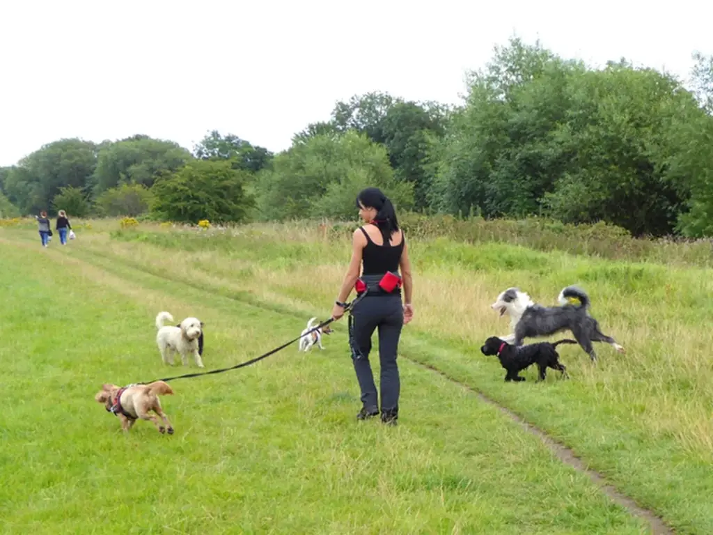 A walker with three dogs in a riverside meadow by the Tees