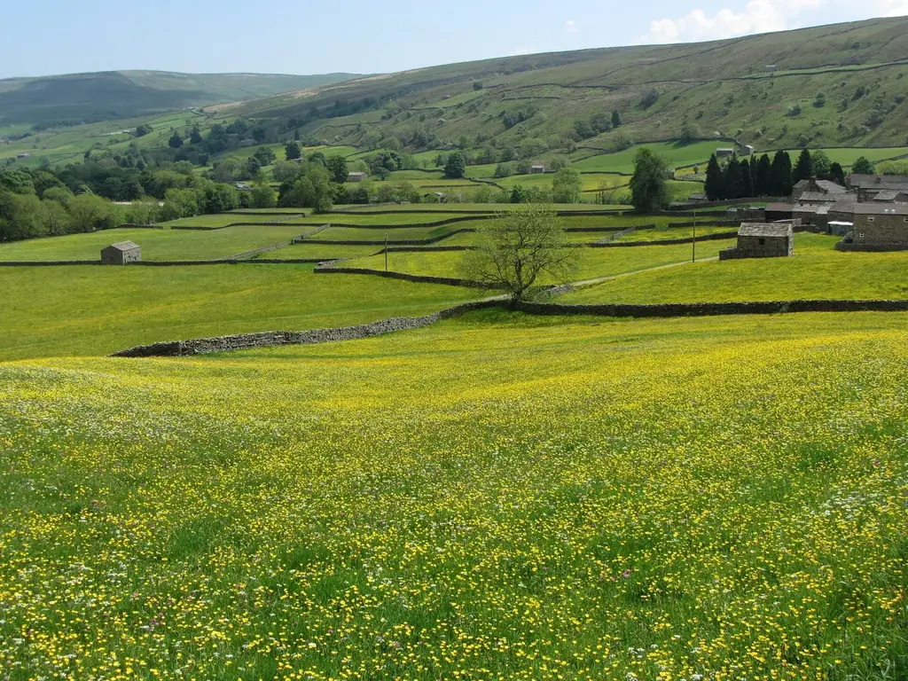 Buttercup meadows and stone field barns near Muker in Swaledale on a sunny June day
