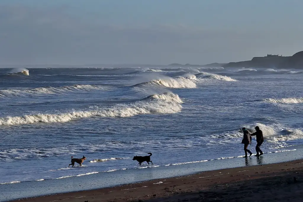 Dogs running on Spittal Beach, Northumberland