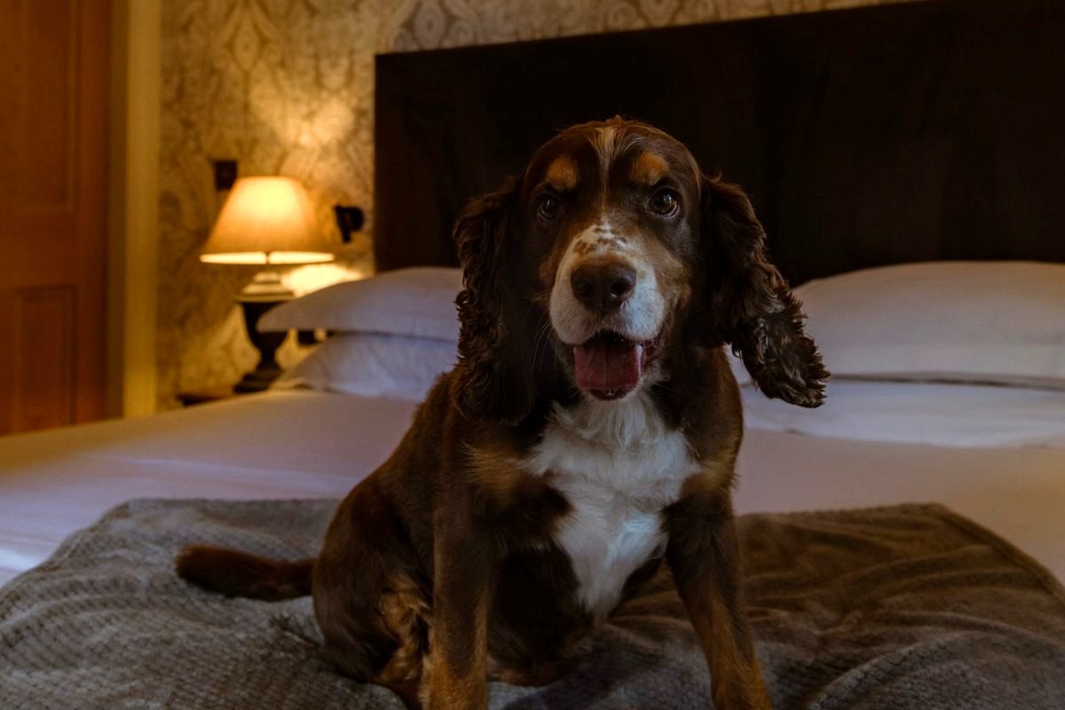 A brown and white spaniel sitting on a blanket on the bed in one of the dog-friendly rooms at the Fleece Hotel