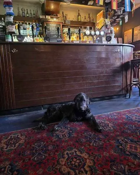 Barnie, a black Labradoodle, lying on a patterned rug in front of the bar at the Half Moon Inn, Darlington