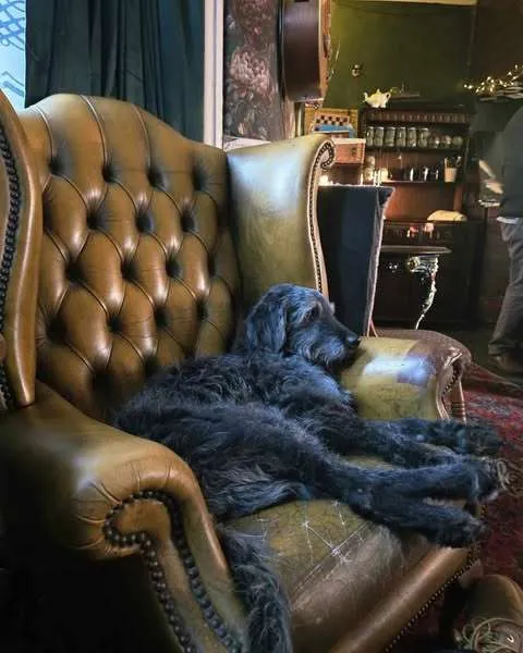 Barnie the black Labradoodle stretched out on a leather wing chair in the Half Moon Inn