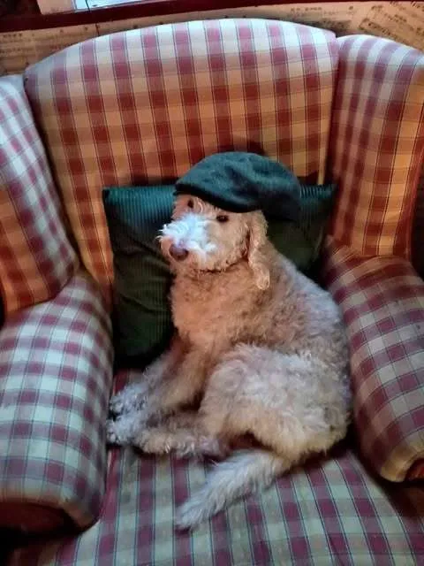 Percy the Bedlington terrier sitting in a checked armchair wearing a flat cap at the Half Moon Inn