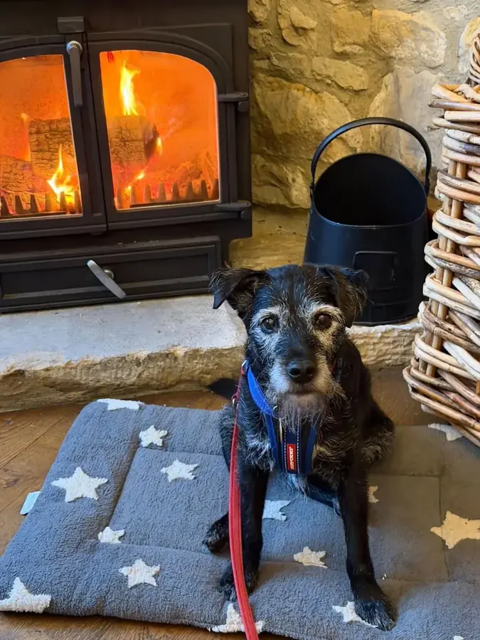 A scruffy black terrier in a blue harness sitting on a star patterned dog bed beside the wood burner at the Star Inn, Harbottle